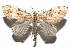  ( - 16-SRNP-102320)  @13 [ ] CreativeCommons  Attribution Non-Commercial Share-Alike (2017) Daniel H. Janzen Guanacaste Dry Forest Conservation Fund