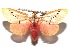  ( - 16-SRNP-102321)  @15 [ ] CreativeCommons  Attribution Non-Commercial Share-Alike (2017) Daniel H. Janzen Guanacaste Dry Forest Conservation Fund