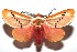  ( - 16-SRNP-102322)  @15 [ ] CreativeCommons  Attribution Non-Commercial Share-Alike (2017) Daniel H. Janzen Guanacaste Dry Forest Conservation Fund