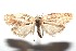  ( - 16-SRNP-102335)  @13 [ ] CreativeCommons  Attribution Non-Commercial Share-Alike (2017) Daniel H. Janzen Guanacaste Dry Forest Conservation Fund