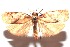  ( - 16-SRNP-102338)  @13 [ ] CreativeCommons  Attribution Non-Commercial Share-Alike (2017) Daniel H. Janzen Guanacaste Dry Forest Conservation Fund