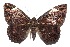  ( - 16-SRNP-102356)  @14 [ ] CreativeCommons  Attribution Non-Commercial Share-Alike (2017) Daniel H. Janzen Guanacaste Dry Forest Conservation Fund