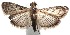  ( - 16-SRNP-102366)  @14 [ ] CreativeCommons  Attribution Non-Commercial Share-Alike (2017) Daniel H. Janzen Guanacaste Dry Forest Conservation Fund