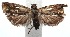  (Crocidosema accessa - 16-SRNP-102374)  @14 [ ] CreativeCommons  Attribution Non-Commercial Share-Alike (2017) Daniel H. Janzen Guanacaste Dry Forest Conservation Fund