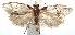  ( - 16-SRNP-102390)  @13 [ ] CreativeCommons  Attribution Non-Commercial Share-Alike (2017) Daniel H. Janzen Guanacaste Dry Forest Conservation Fund