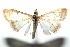  ( - 16-SRNP-102402)  @12 [ ] CreativeCommons  Attribution Non-Commercial Share-Alike (2017) Daniel H. Janzen Guanacaste Dry Forest Conservation Fund