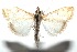  ( - 16-SRNP-102407)  @12 [ ] CreativeCommons  Attribution Non-Commercial Share-Alike (2017) Daniel H. Janzen Guanacaste Dry Forest Conservation Fund