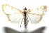  ( - 16-SRNP-102408)  @12 [ ] CreativeCommons  Attribution Non-Commercial Share-Alike (2017) Daniel H. Janzen Guanacaste Dry Forest Conservation Fund