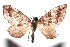  ( - 16-SRNP-102443)  @14 [ ] CreativeCommons  Attribution Non-Commercial Share-Alike (2017) Daniel H. Janzen Guanacaste Dry Forest Conservation Fund
