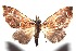 ( - 16-SRNP-102446)  @14 [ ] CreativeCommons  Attribution Non-Commercial Share-Alike (2017) Daniel H. Janzen Guanacaste Dry Forest Conservation Fund