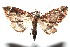  ( - 16-SRNP-102447)  @12 [ ] CreativeCommons  Attribution Non-Commercial Share-Alike (2017) Daniel H. Janzen Guanacaste Dry Forest Conservation Fund