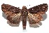  ( - 16-SRNP-102529)  @14 [ ] CreativeCommons  Attribution Non-Commercial Share-Alike (2017) Daniel H. Janzen Guanacaste Dry Forest Conservation Fund