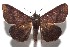  ( - 16-SRNP-102536)  @14 [ ] CreativeCommons  Attribution Non-Commercial Share-Alike (2017) Daniel H. Janzen Guanacaste Dry Forest Conservation Fund