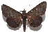 ( - 16-SRNP-102537)  @14 [ ] CreativeCommons  Attribution Non-Commercial Share-Alike (2017) Daniel H. Janzen Guanacaste Dry Forest Conservation Fund