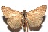  ( - 16-SRNP-102565)  @14 [ ] CreativeCommons  Attribution Non-Commercial Share-Alike (2017) Daniel H. Janzen Guanacaste Dry Forest Conservation Fund