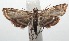  ( - 16-SRNP-102644)  @13 [ ] CreativeCommons  Attribution Non-Commercial Share-Alike (2017) Daniel H. Janzen Guanacaste Dry Forest Conservation Fund