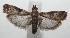  ( - 16-SRNP-102678)  @13 [ ] CreativeCommons  Attribution Non-Commercial Share-Alike (2017) Daniel H. Janzen Guanacaste Dry Forest Conservation Fund