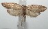  ( - 16-SRNP-102682)  @14 [ ] CreativeCommons  Attribution Non-Commercial Share-Alike (2017) Daniel H. Janzen Guanacaste Dry Forest Conservation Fund