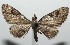  ( - 16-SRNP-102693)  @14 [ ] CreativeCommons  Attribution Non-Commercial Share-Alike (2017) Daniel H. Janzen Guanacaste Dry Forest Conservation Fund