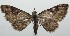  ( - 16-SRNP-102694)  @13 [ ] CreativeCommons  Attribution Non-Commercial Share-Alike (2017) Daniel H. Janzen Guanacaste Dry Forest Conservation Fund