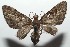  ( - 16-SRNP-102695)  @13 [ ] CreativeCommons  Attribution Non-Commercial Share-Alike (2017) Daniel H. Janzen Guanacaste Dry Forest Conservation Fund