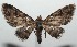  ( - 16-SRNP-102696)  @13 [ ] CreativeCommons  Attribution Non-Commercial Share-Alike (2017) Daniel H. Janzen Guanacaste Dry Forest Conservation Fund