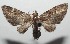  ( - 16-SRNP-102698)  @13 [ ] CreativeCommons  Attribution Non-Commercial Share-Alike (2017) Daniel H. Janzen Guanacaste Dry Forest Conservation Fund