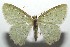  (Nemoria BioLep1228 - 16-SRNP-102743)  @11 [ ] CreativeCommons  Attribution Non-Commercial Share-Alike (2017) Daniel H. Janzen Guanacaste Dry Forest Conservation Fund