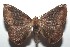 ( - 16-SRNP-102768)  @13 [ ] CreativeCommons  Attribution Non-Commercial Share-Alike (2017) Daniel H. Janzen Guanacaste Dry Forest Conservation Fund