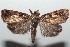  ( - 16-SRNP-102801)  @14 [ ] CreativeCommons  Attribution Non-Commercial Share-Alike (2017) Daniel H. Janzen Guanacaste Dry Forest Conservation Fund