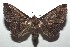  ( - 16-SRNP-102839)  @15 [ ] CreativeCommons  Attribution Non-Commercial Share-Alike (2017) Daniel H. Janzen Guanacaste Dry Forest Conservation Fund