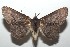  ( - 16-SRNP-102840)  @14 [ ] CreativeCommons  Attribution Non-Commercial Share-Alike (2017) Daniel H. Janzen Guanacaste Dry Forest Conservation Fund