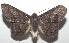  ( - 16-SRNP-102843)  @14 [ ] CreativeCommons  Attribution Non-Commercial Share-Alike (2017) Daniel H. Janzen Guanacaste Dry Forest Conservation Fund