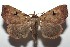  ( - 16-SRNP-102852)  @13 [ ] CreativeCommons  Attribution Non-Commercial Share-Alike (2017) Daniel H. Janzen Guanacaste Dry Forest Conservation Fund