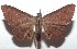  ( - 16-SRNP-102871)  @14 [ ] CreativeCommons  Attribution Non-Commercial Share-Alike (2017) Daniel H. Janzen Guanacaste Dry Forest Conservation Fund