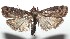  ( - 16-SRNP-102898)  @14 [ ] CreativeCommons  Attribution Non-Commercial Share-Alike (2017) Daniel H. Janzen Guanacaste Dry Forest Conservation Fund