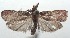  ( - 16-SRNP-102899)  @14 [ ] CreativeCommons  Attribution Non-Commercial Share-Alike (2017) Daniel H. Janzen Guanacaste Dry Forest Conservation Fund