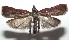  ( - 16-SRNP-102915)  @14 [ ] CreativeCommons  Attribution Non-Commercial Share-Alike (2017) Daniel H. Janzen Guanacaste Dry Forest Conservation Fund