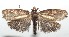  (Chlamydastis dondavisi - 16-SRNP-102926)  @14 [ ] CreativeCommons  Attribution Non-Commercial Share-Alike (2017) Daniel H. Janzen Guanacaste Dry Forest Conservation Fund