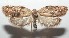  ( - 16-SRNP-102928)  @14 [ ] CreativeCommons  Attribution Non-Commercial Share-Alike (2017) Daniel H. Janzen Guanacaste Dry Forest Conservation Fund