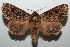  ( - 16-SRNP-102942)  @14 [ ] CreativeCommons  Attribution Non-Commercial Share-Alike (2017) Daniel H. Janzen Guanacaste Dry Forest Conservation Fund