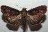  ( - 16-SRNP-102947)  @14 [ ] CreativeCommons  Attribution Non-Commercial Share-Alike (2017) Daniel H. Janzen Guanacaste Dry Forest Conservation Fund