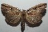  ( - 16-SRNP-102968)  @13 [ ] CreativeCommons  Attribution Non-Commercial Share-Alike (2017) Daniel H. Janzen Guanacaste Dry Forest Conservation Fund