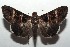  ( - 16-SRNP-103003)  @13 [ ] CreativeCommons  Attribution Non-Commercial Share-Alike (2017) Daniel H. Janzen Guanacaste Dry Forest Conservation Fund