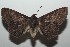  ( - 16-SRNP-103023)  @14 [ ] CreativeCommons  Attribution Non-Commercial Share-Alike (2017) Daniel H. Janzen Guanacaste Dry Forest Conservation Fund