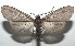  ( - 16-SRNP-103040)  @13 [ ] CreativeCommons  Attribution Non-Commercial Share-Alike (2017) Daniel H. Janzen Guanacaste Dry Forest Conservation Fund