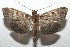  ( - 16-SRNP-103064)  @13 [ ] CreativeCommons  Attribution Non-Commercial Share-Alike (2017) Daniel H. Janzen Guanacaste Dry Forest Conservation Fund