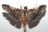  ( - 16-SRNP-103065)  @14 [ ] CreativeCommons  Attribution Non-Commercial Share-Alike (2017) Daniel H. Janzen Guanacaste Dry Forest Conservation Fund