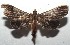  ( - 16-SRNP-103068)  @11 [ ] CreativeCommons  Attribution Non-Commercial Share-Alike (2017) Daniel H. Janzen Guanacaste Dry Forest Conservation Fund