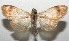  ( - 16-SRNP-103076)  @14 [ ] CreativeCommons  Attribution Non-Commercial Share-Alike (2017) Daniel H. Janzen Guanacaste Dry Forest Conservation Fund